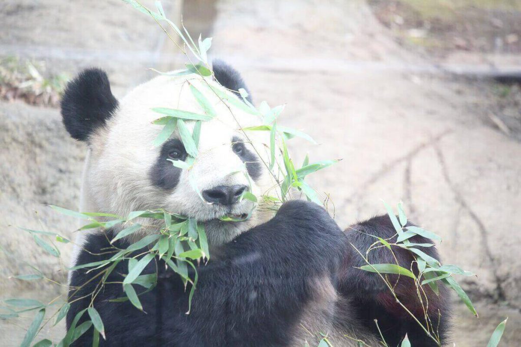 写真付き 絶対外せない 上野動物園のおすすめ動物7選 マヌルネコ含む 人生に意味などなくても