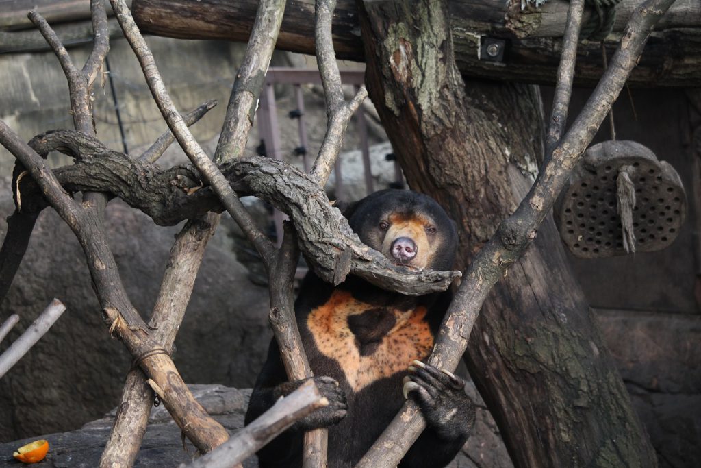 上動物園のマレーグマ