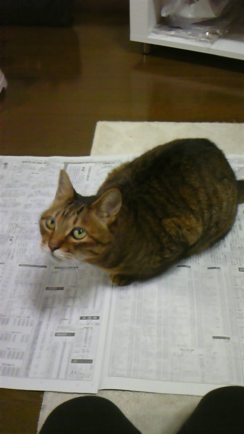 なぜ猫は新聞の上に乗るのか