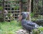 上野動物園の動かない鳥、ハシビロコウ