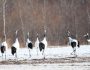 日本の野生動物　阿寒国際鶴センター